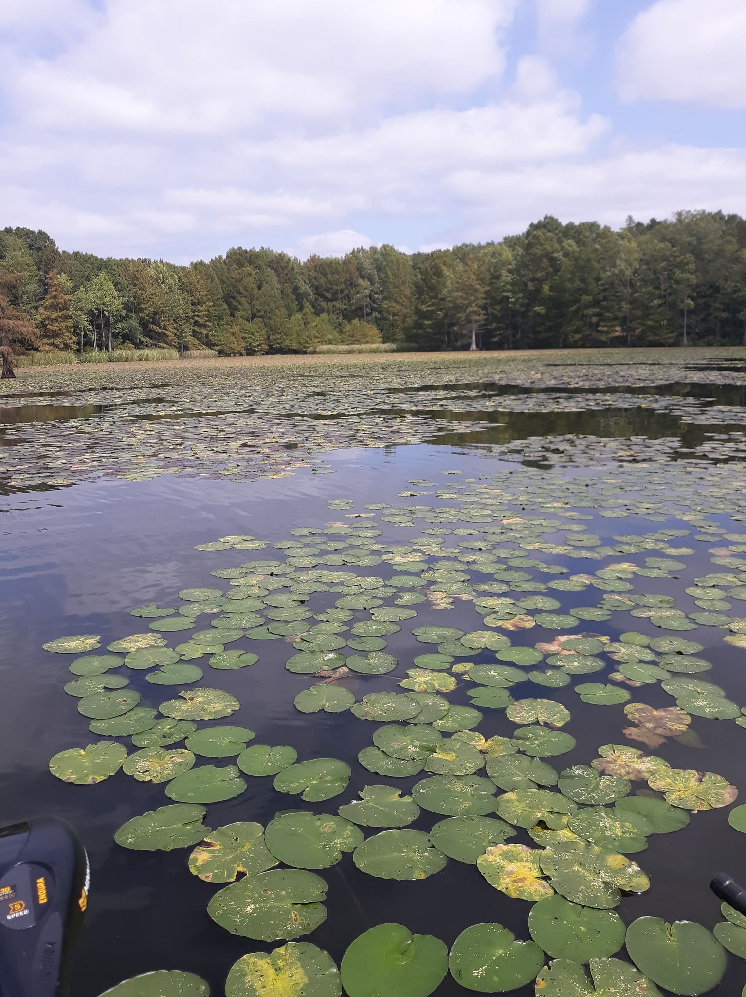 Lily pads growing in Lake Conway.